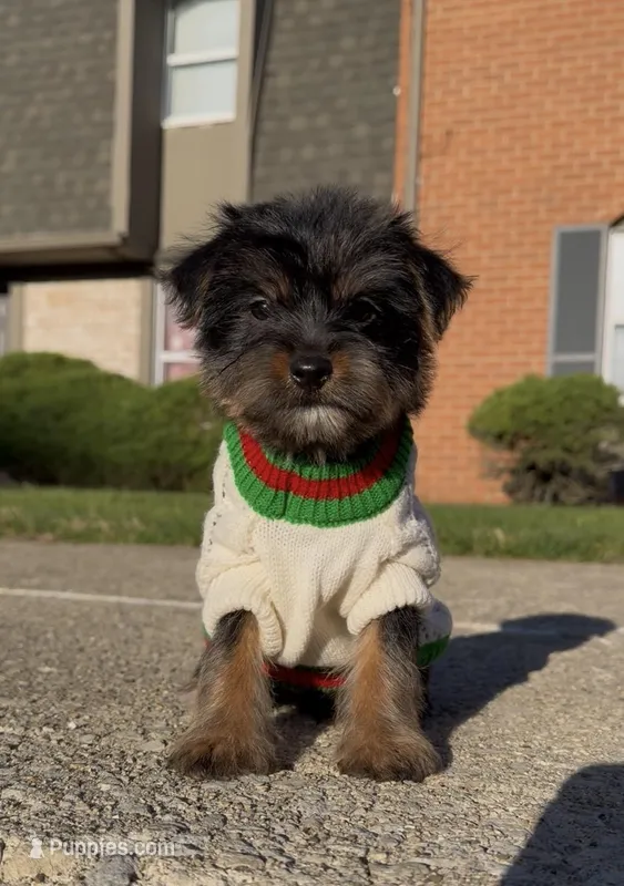 Saint , a male Yorkshire Terrier for sale in Dayton, OH – Photo 1 of 7