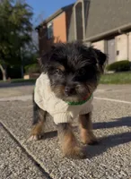 Saint , a male Yorkshire Terrier for sale in Dayton, OH – Photo 5 of 7