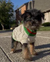 Saint , a male Yorkshire Terrier for sale in Dayton, OH – Photo 4 of 7