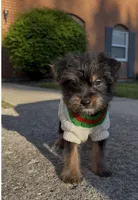 Saint , a male Yorkshire Terrier for sale in Dayton, OH – Photo 2 of 7