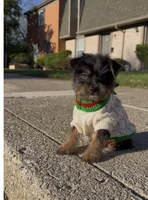 Saint , a male Yorkshire Terrier for sale in Dayton, OH – Photo 7 of 7