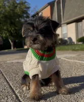 Saint , a male Yorkshire Terrier for sale in Dayton, OH – Photo 6 of 7