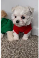 Mr., a male Maltipoo for sale in Dayton, OH – 4 of 9