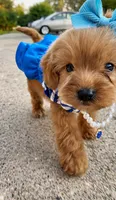 SAIGE , a female Poodle - Toy  for sale in Dayton, OH – 5 of 8