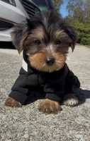 Bronx , a male Yorkshire Terrier for sale in Dayton, OH – 3 of 7