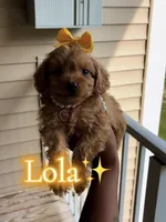 Lola, a female Poodle - Toy  for sale in Dayton, OH – 2 of 6