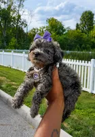 Stormi , a female Poodle - Toy  for sale in Dayton, OH – 5 of 6