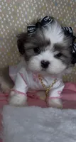 Bella Monroe , a female Mal Shi for sale in Dayton, OH – 9 of 9