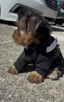 Bronx , a male Yorkshire Terrier for sale in Dayton, OH – 7 of 7
