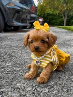 Maple, a female Poodle - Toy  for sale in Dayton, OH – 3 of 6