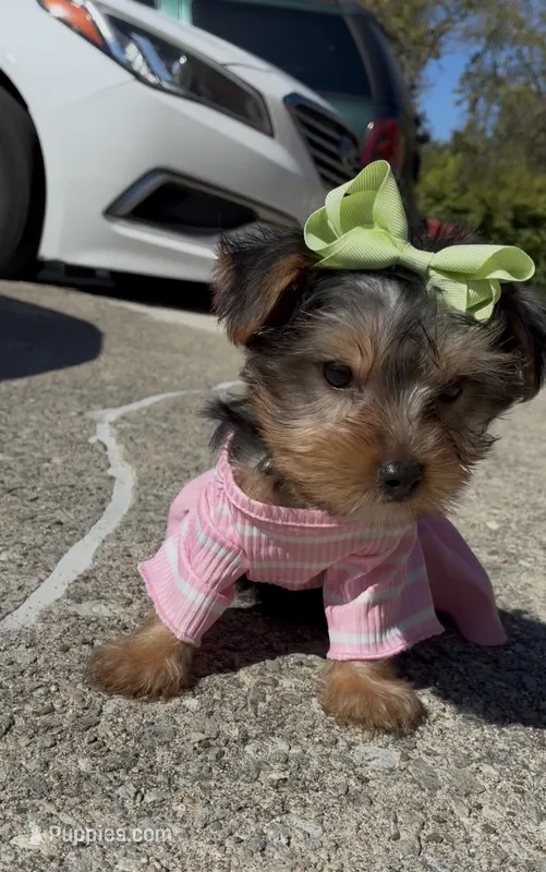 Coco  – Yorkshire Terrier puppy for sale in Dayton, OH