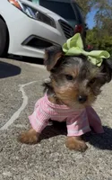 Coco , a female Yorkshire Terrier for sale in Dayton, OH – 1 of 8