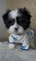 Zorro Valentino , a male Mal Shi for sale in Dayton, OH – 6 of 9