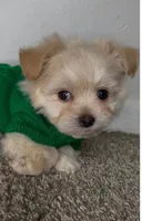 Theo , a male Maltipoo for sale in Dayton, OH – 3 of 7