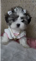 Bella Monroe , a female Mal Shi for sale in Dayton, OH – 7 of 9