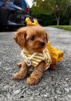 Maple, a female Poodle - Toy  for sale in Dayton, OH – 4 of 6
