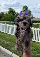 Stormi , a female Poodle - Toy  for sale in Dayton, OH – 2 of 6