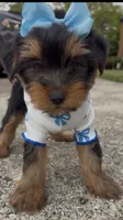 Promise , a female Yorkshire Terrier for sale in Dayton, OH – 3 of 9