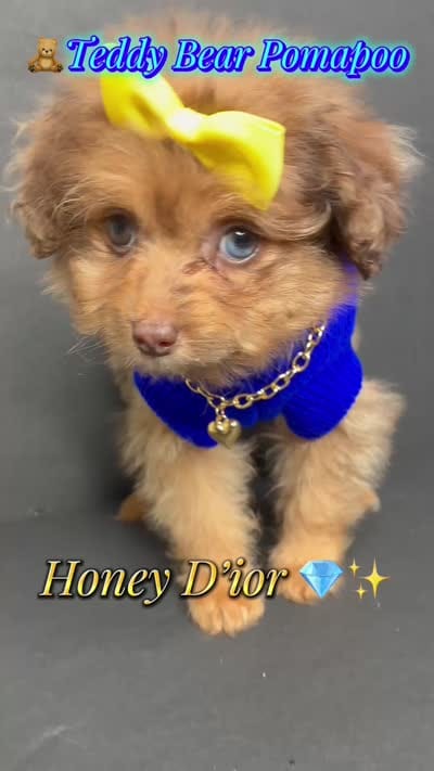 Honey D’ior , a female Pomeranian and Poodle - Toy  for sale in Dayton, OH – 7 of 7