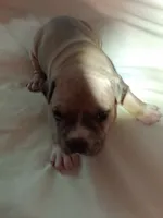 Butch, a male American Staffordshire Terrier for sale in Mobile, AL – 2 of 2