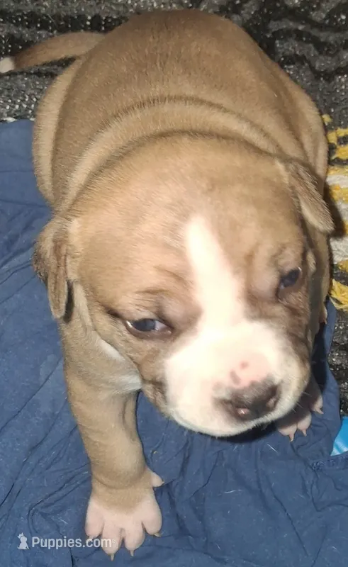Bree – American Staffordshire Terrier puppy for sale in Mobile, AL