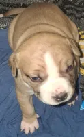 Bree, a female American Staffordshire Terrier for sale in Mobile, AL – 1 of 2