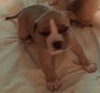 Bree, a female American Staffordshire Terrier for sale in Mobile, AL – 2 of 2