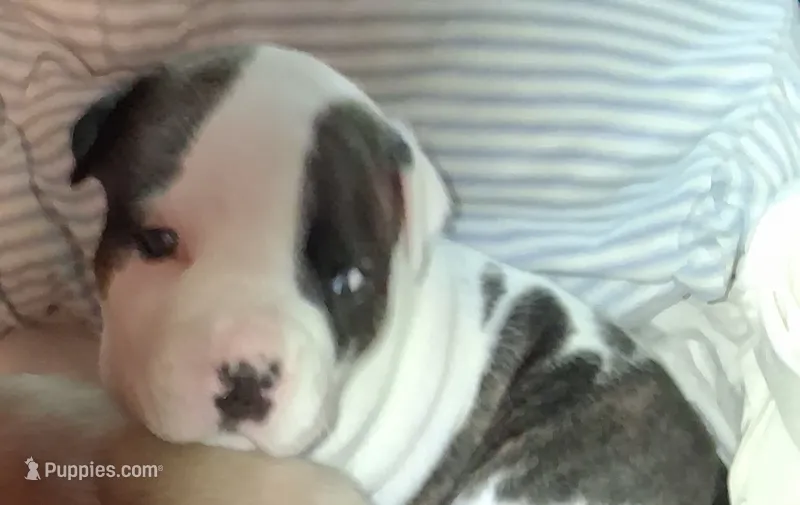 Brin – American Staffordshire Terrier puppy for sale in Mobile, AL