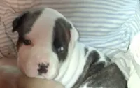 Brin, a female American Staffordshire Terrier for sale in Mobile, AL – 1 of 1