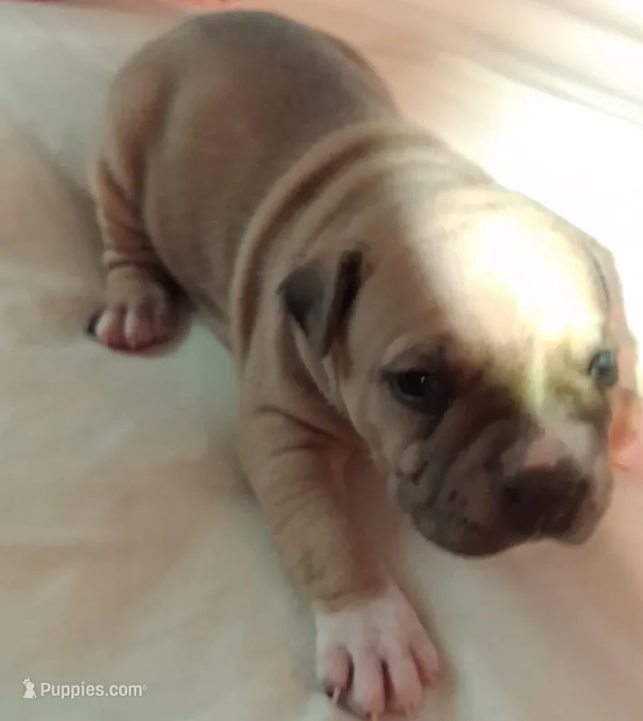 Butch – American Staffordshire Terrier puppy for sale in Mobile, AL
