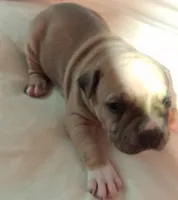 Butch, a male American Staffordshire Terrier for sale in Mobile, AL – 1 of 2