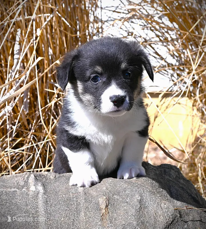 AKC Bob – Pembroke Welsh Corgi puppy for sale in Bode, IA