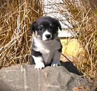 AKC Bob, a male Pembroke Welsh Corgi for sale in Bode, IA – Photo 2 of 5