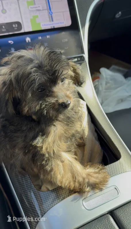 Meechie – Morkie puppy for sale in Baton Rouge, LA