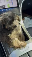 Meechie, a male Morkie for sale in Baton Rouge, LA – 1 of 1