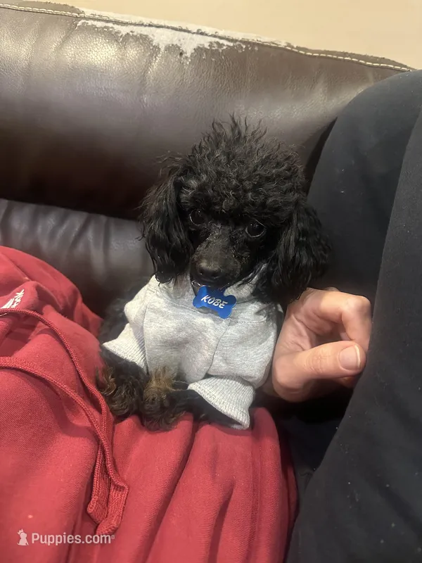 Kobe – Poodle - Toy  puppy for sale in Willis, TX