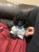 Kobe, a male Poodle - Toy  for sale in Willis, TX – Photo 1 of 3