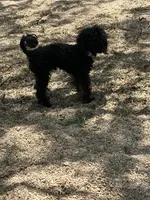 Kobe, a male Poodle - Toy  for sale in Willis, TX – Photo 3 of 3