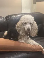 Kobe, a male Poodle - Toy  for sale in Willis, TX – Photo 2 of 3