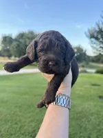 Hershey, a male Cockapoo for sale in Stephenville, TX – 2 of 4
