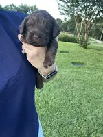 Hershey, a male Cockapoo for sale in Stephenville, TX – 3 of 4