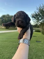Hershey, a male Cockapoo for sale in Stephenville, TX – 1 of 4