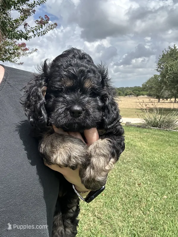 Stella – Cockapoo puppy for sale in Stephenville, TX