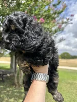 Stella, a female Cockapoo for sale in Stephenville, TX – 3 of 3