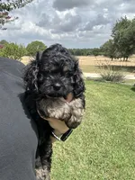 Stella, a female Cockapoo for sale in Stephenville, TX – 2 of 3