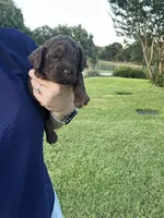 Hershey, a male Cockapoo for sale in Stephenville, TX – 4 of 4