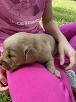 Chester, a male Golden Retriever for sale in Clinton, WI – 2 of 7