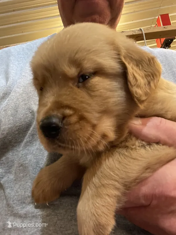 Chester – Golden Retriever puppy for sale in Clinton, WI