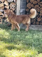 Chester, a male Golden Retriever for sale in Clinton, WI – 7 of 7