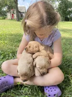 Belle , a female Golden Retriever for sale in Clinton, WI – 2 of 6